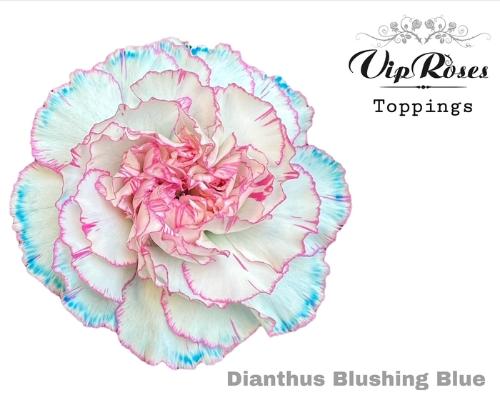 Dianthus standaard kleurbehandeld H%