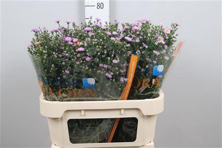 Aster Novi-belgii Grp 'Painted Lady'