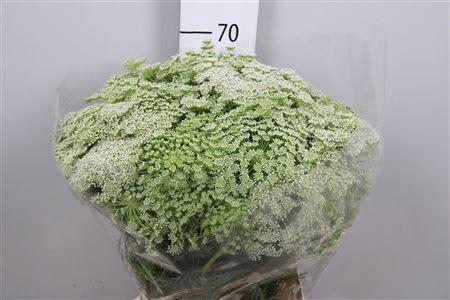 Ammi visnaga
