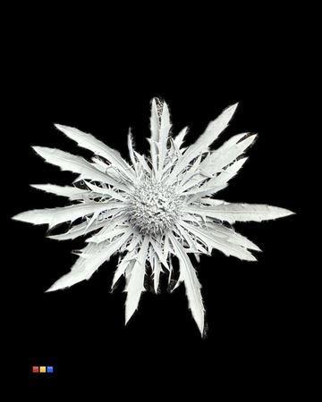 Eryngium alpinum kleurbehandeld H%