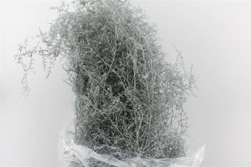 Asparagus overig kleurbehandeld H%