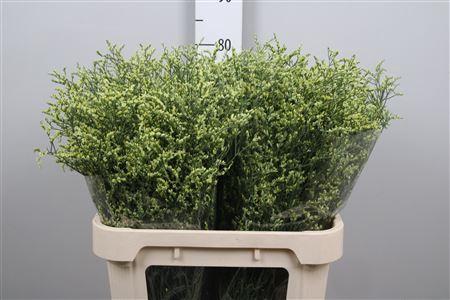 Limonium sinensis China Yellow