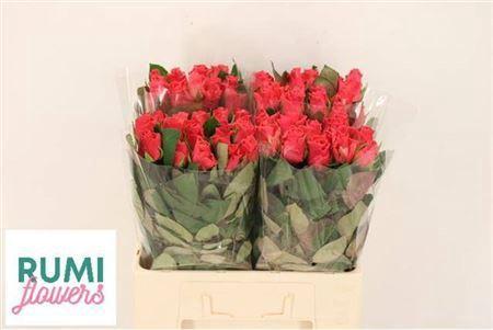 Rosa grootbloemig Pink Tacazzi+