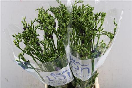Freesia enkelbloemig 'Delta River'