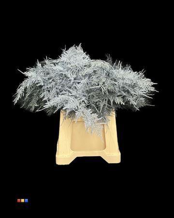 Asparagus overig kleurbehandeld H%