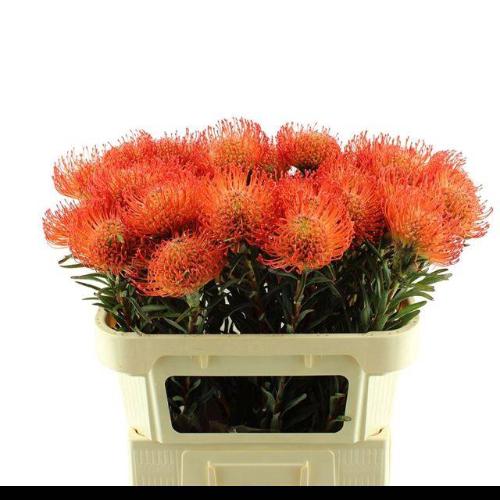 Leucospermum cordifolium 'Succession'