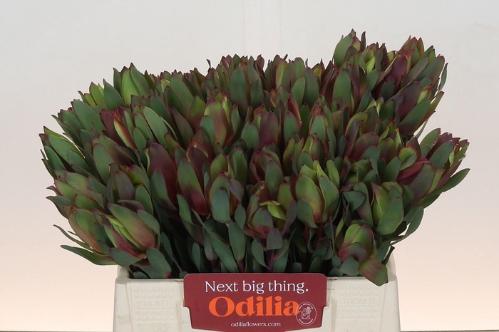 Leucadendron 'Senorita'