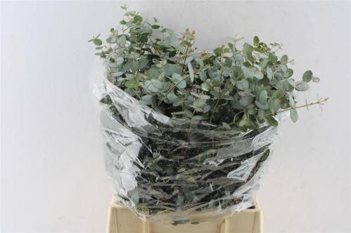 Eucalyptus per bos gunnii