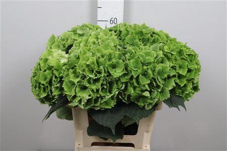 Hydrangea macrophylla Magical Emerald (classic)