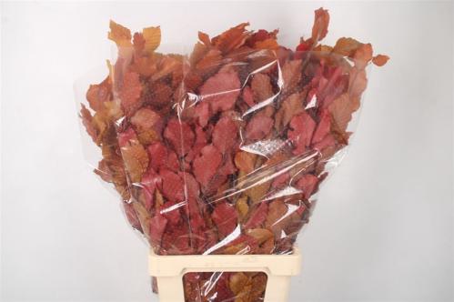 Eucalyptus polyanthemos (fruit) kleurbehandeld per bos H%