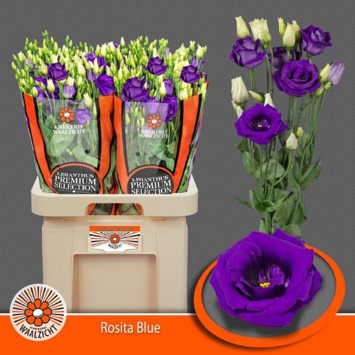 Eustoma russellianum gevuldbloemig 'Rosita Blue'