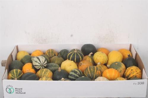 Siervruchten per stuk Cucurbita pepo gemengd