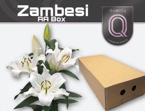 Lilium Oriental x Trumpet Grp 'Zambesi'