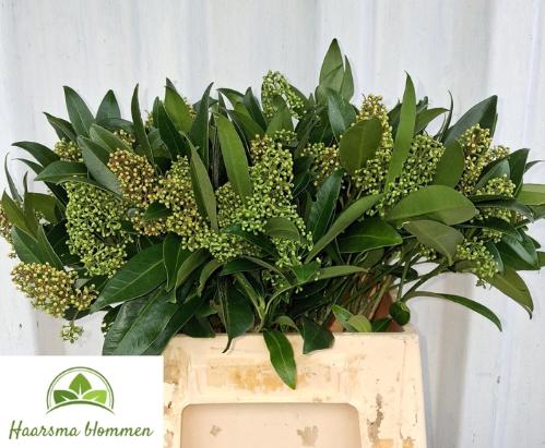 Skimmia per bos confusa 'Kew Green'