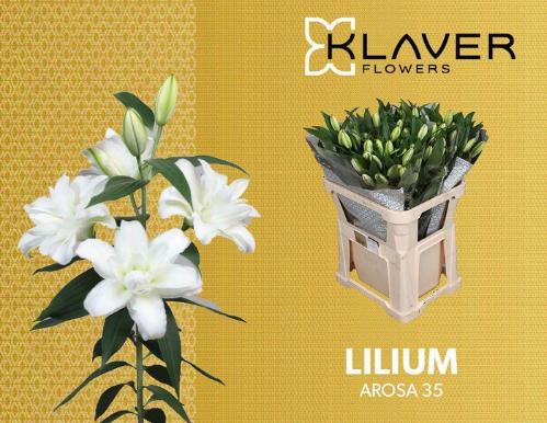 Lilium (Oriental Grp) dubbel 'Arosa'