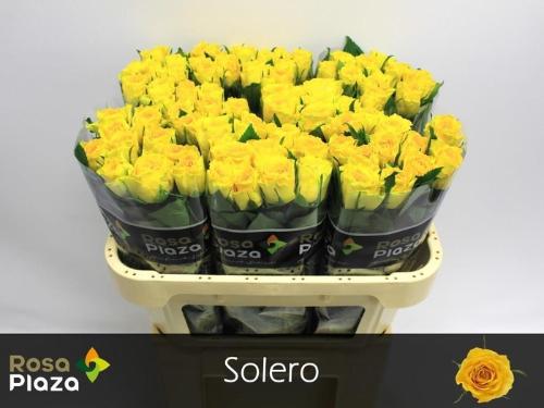 Rosa grootbloemig Ashanti