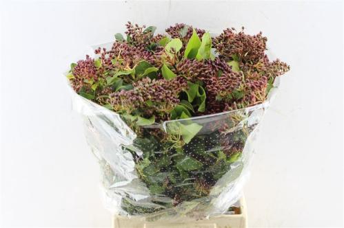 Viburnum per bos overig met bes