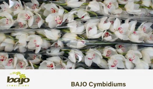 Cymbidium grootbloemig per tak 'Mazurka'
