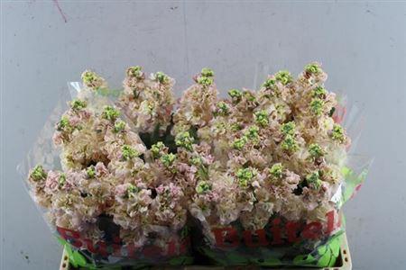 Matthiola incana 'Iron Apricot'