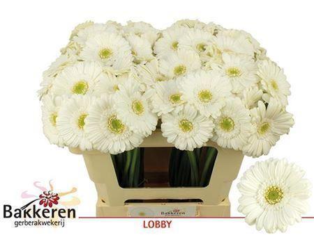 Gerbera mini 'Lobby'