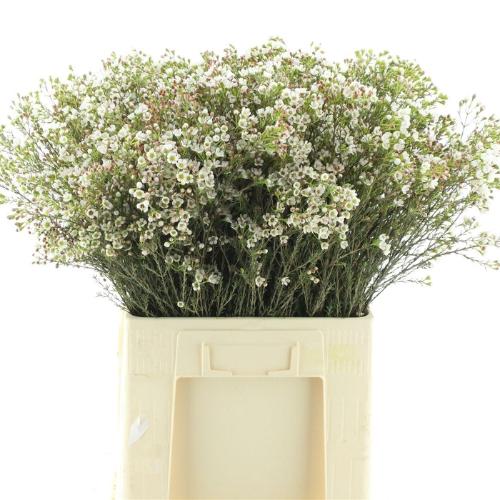 Chamelaucium 'Blondie'