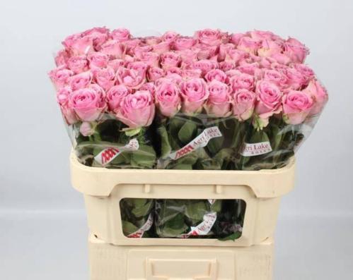 Rosa grootbloemig Wham