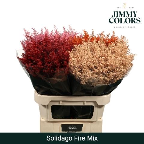 Solidago kleurbehandeld H%