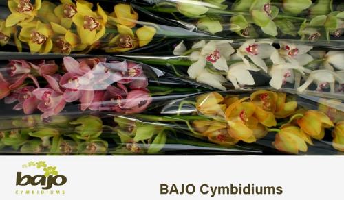 Cymbidium grootbloemig per tak gemengd