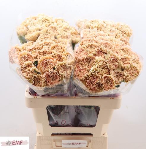 Dianthus standaard 'Lege Marrone'