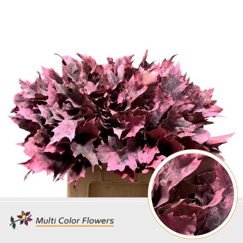 Quercus rubra kleurbehandeld H%