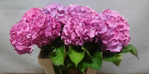 Hydrangea macrophylla 'Bodensee' (roze)