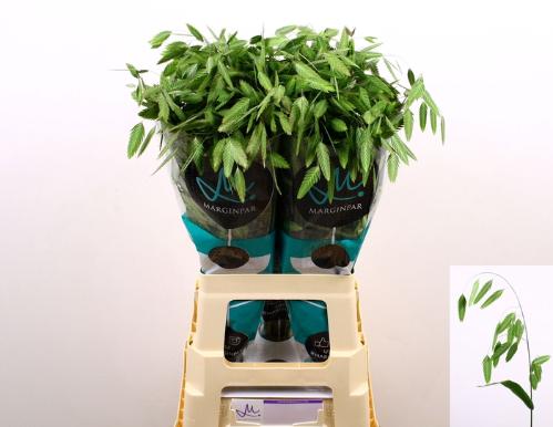 Chasmanthium latifolium 'Mantis'
