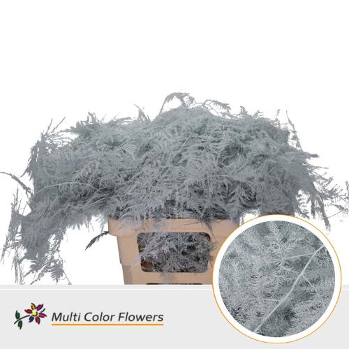 Asparagus overig kleurbehandeld H%