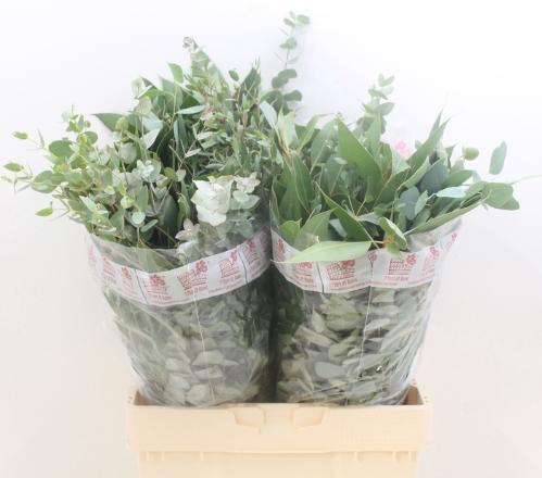 Eucalyptus per bos gemengd