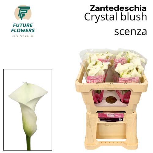 Zantedeschia 'Crystal Blush'