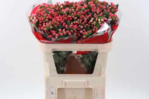 Hypericum androsaemum Sweet Romance