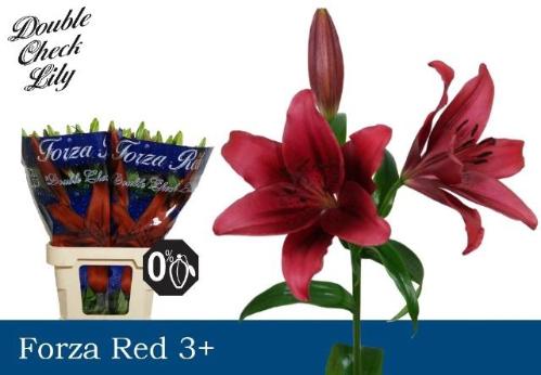 Lilium Longiflorum x Aziatische Grp 'Forza Red'
