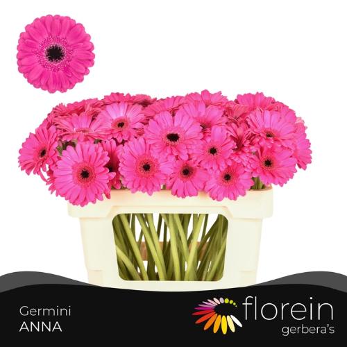 Gerbera mini Anna