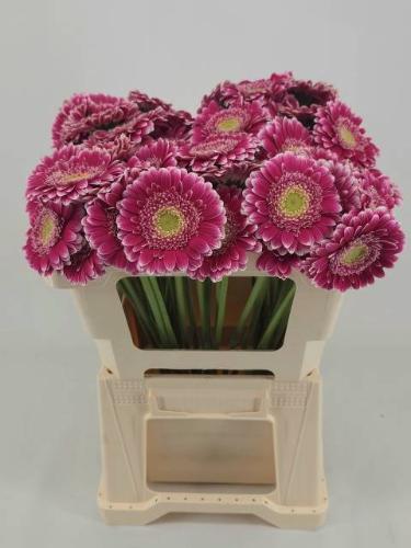 Gerbera mini Wonderwall