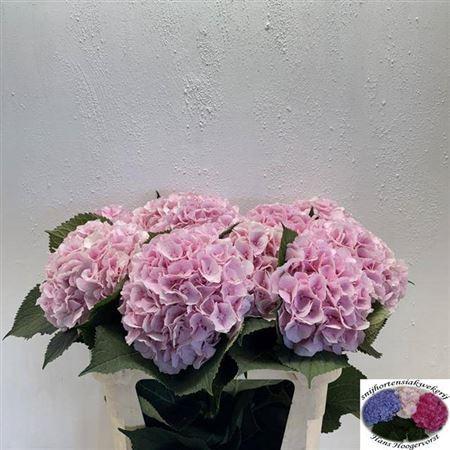 Hydrangea macrophylla 'Verena'