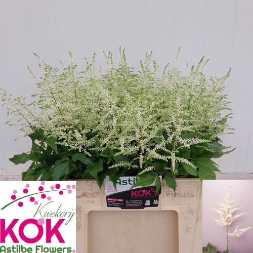 Astilbe Japonica Grp 'Whasingthon'