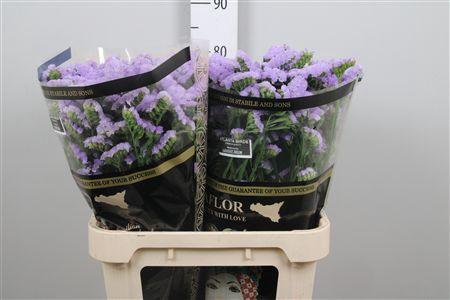 Limonium sinuatum Atlanta Sun Birds
