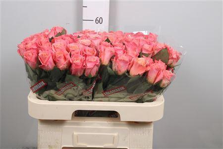 Rosa grootbloemig Miss Piggy+