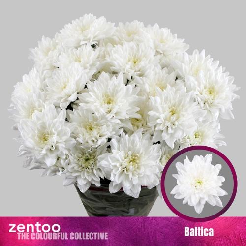 Chrysanthemum Indicum Grp tros kas Baltica