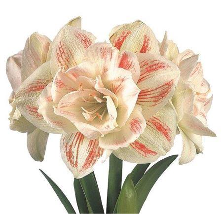 Hippeastrum Double Galaxy Grp 'Nymph'