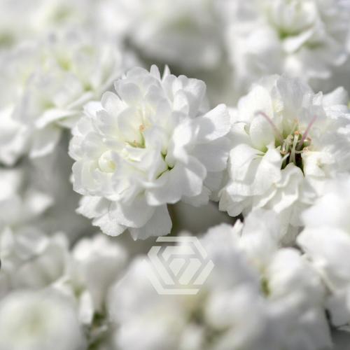 Gypsophila paniculata Xlence