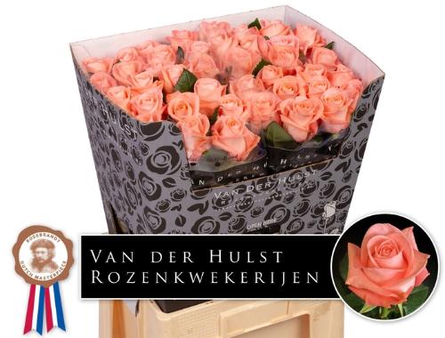 Rosa grootbloemig Liesbeth