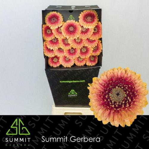 Gerbera mini bolvormig Pomponi Beaker