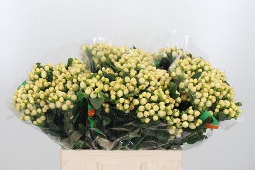Hypericum x inodorum Magical White Princess