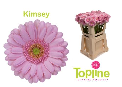 Gerbera mini 'Kimsey'